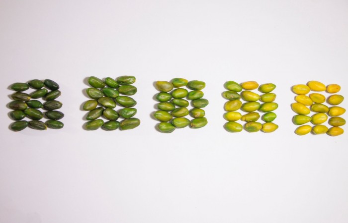 Color spectrum of GPPK. square