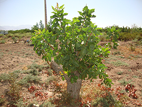 DSC03096