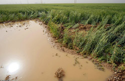 li-farming